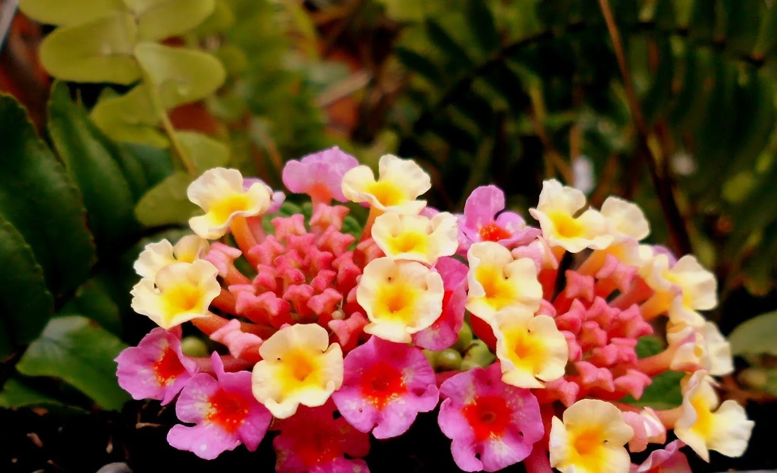 Soluciones para el Hogar y el Amor: Flores de Lantana