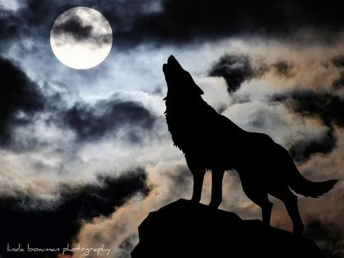 La sombra de la luna: la leyenda del lobo y la luna