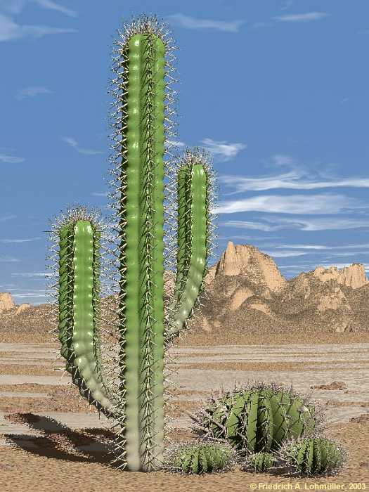 Sometimes it feels like I'm sleeping on a cactus – Price is Right