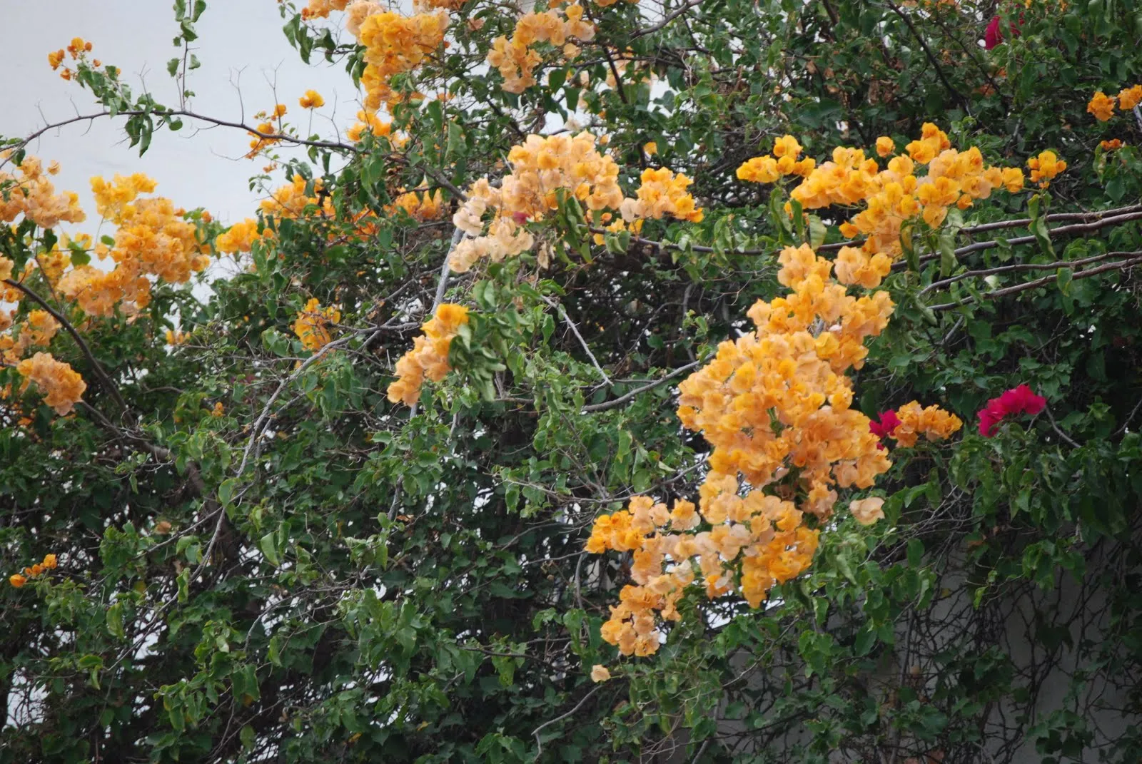 Somnolencia creativa: árboles y enredaderas en flor en otoño 1