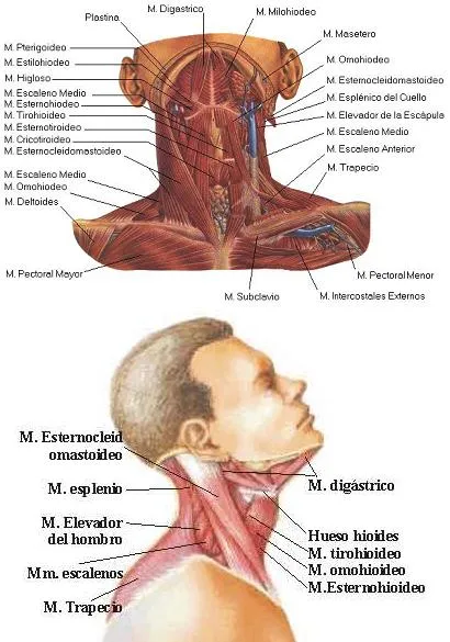 Cuáles són los principales músculos del cuello? | ENTRENADORES DE ...