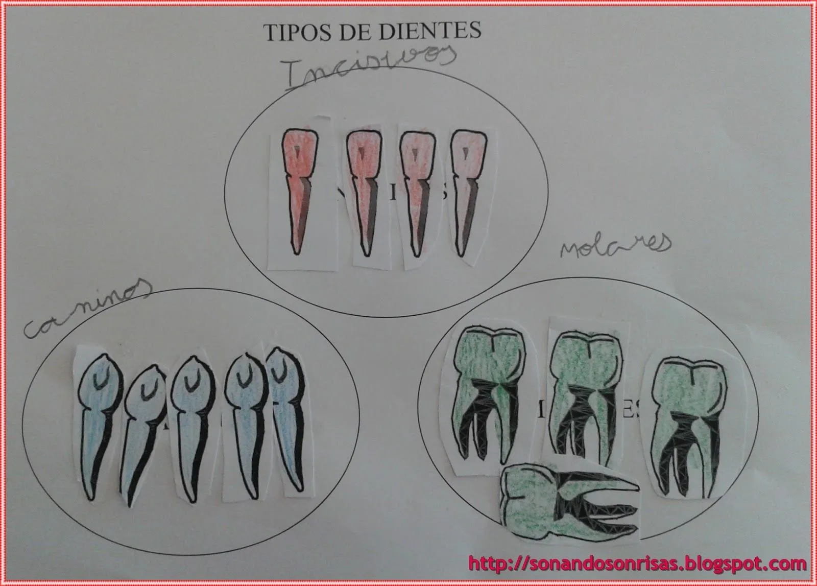 Soñando sonrisas...: Tipos y partes del diente