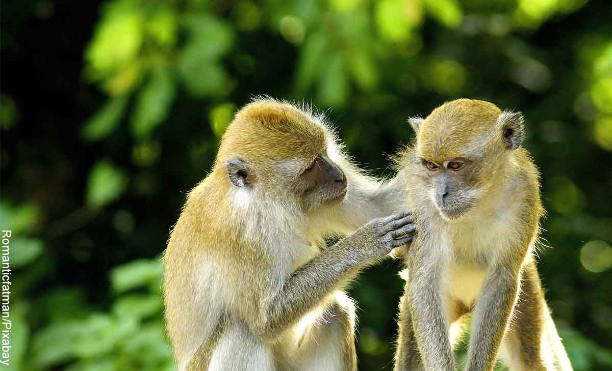 Soñar con monos: tu inteligencia te sacará de cualquier aprieto - Vibra