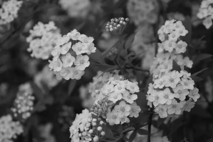 SONRÍE, IMAGINA, SIENTE, "VIVE"*: ☺ Blanco y Negro