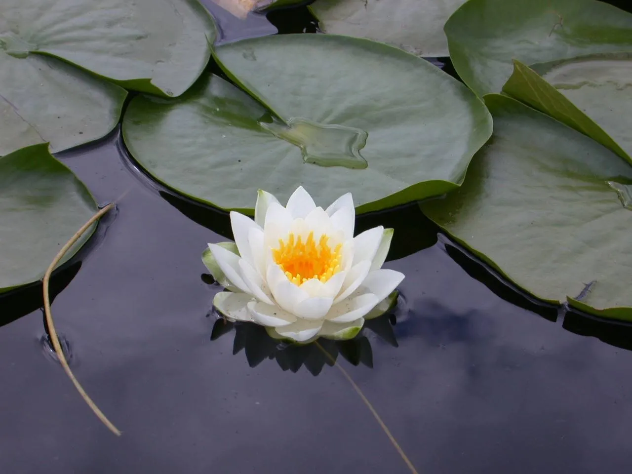 Sorriso de Geia: A Flor de Lótus