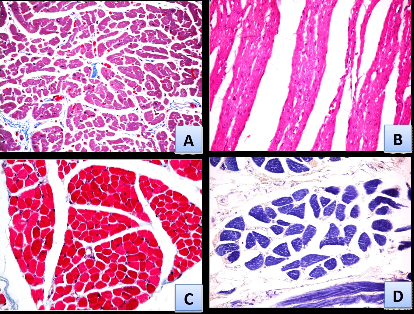 SOS BIOLOGIA CELULAR Y TISULAR: TEJIDOS. MUSCULAR. CORTES ...