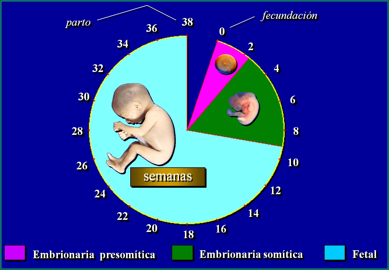 SOS EMBRIOLOGIA HUMANA: ETAPAS DEL DESARROLLO