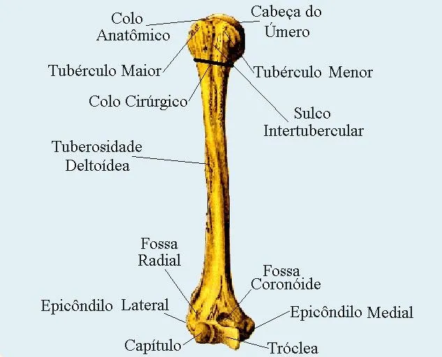 S.O.S Medicina: Membros Superiores