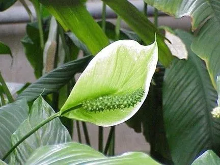 spathiphyllum.jpg