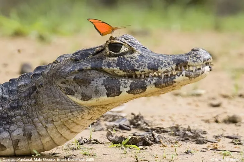 Spectacled Caiman - Caiman crocodilus