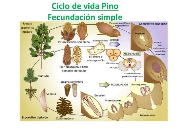 Spermatophyta nuevo nuevo