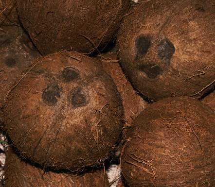 Spice Pages: Coconut (Cocos nucifera)