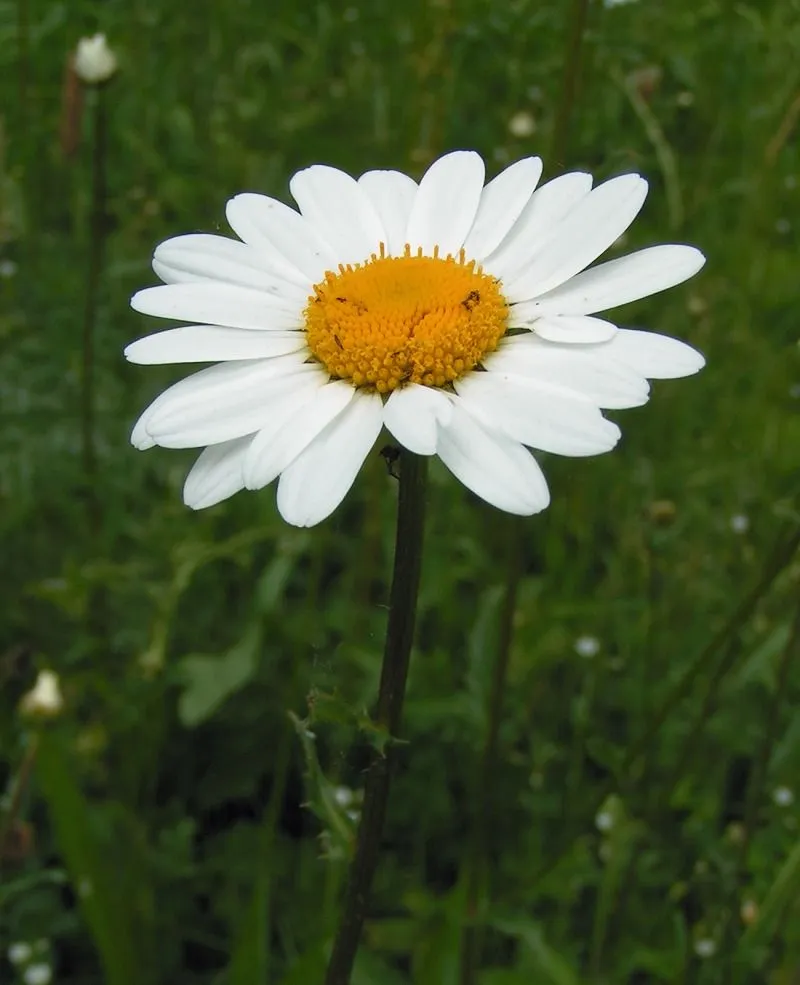 Spiritual Memory and a Daisy | THE POETRY PLACE