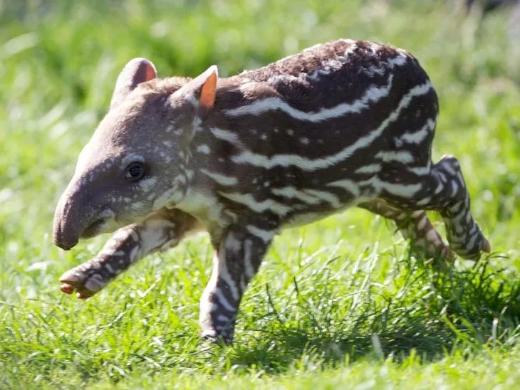 Spotted! Dublin Zoo welcomes adorable baby tapir - Pets - TODAY.