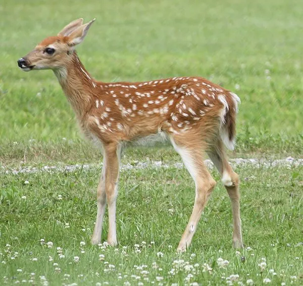 Spotted Fawn by Charles Whitman