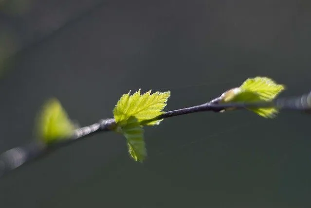 Spring Tree Detail, Cardrona Woods, Scottish Borders-Spring 2007 ...