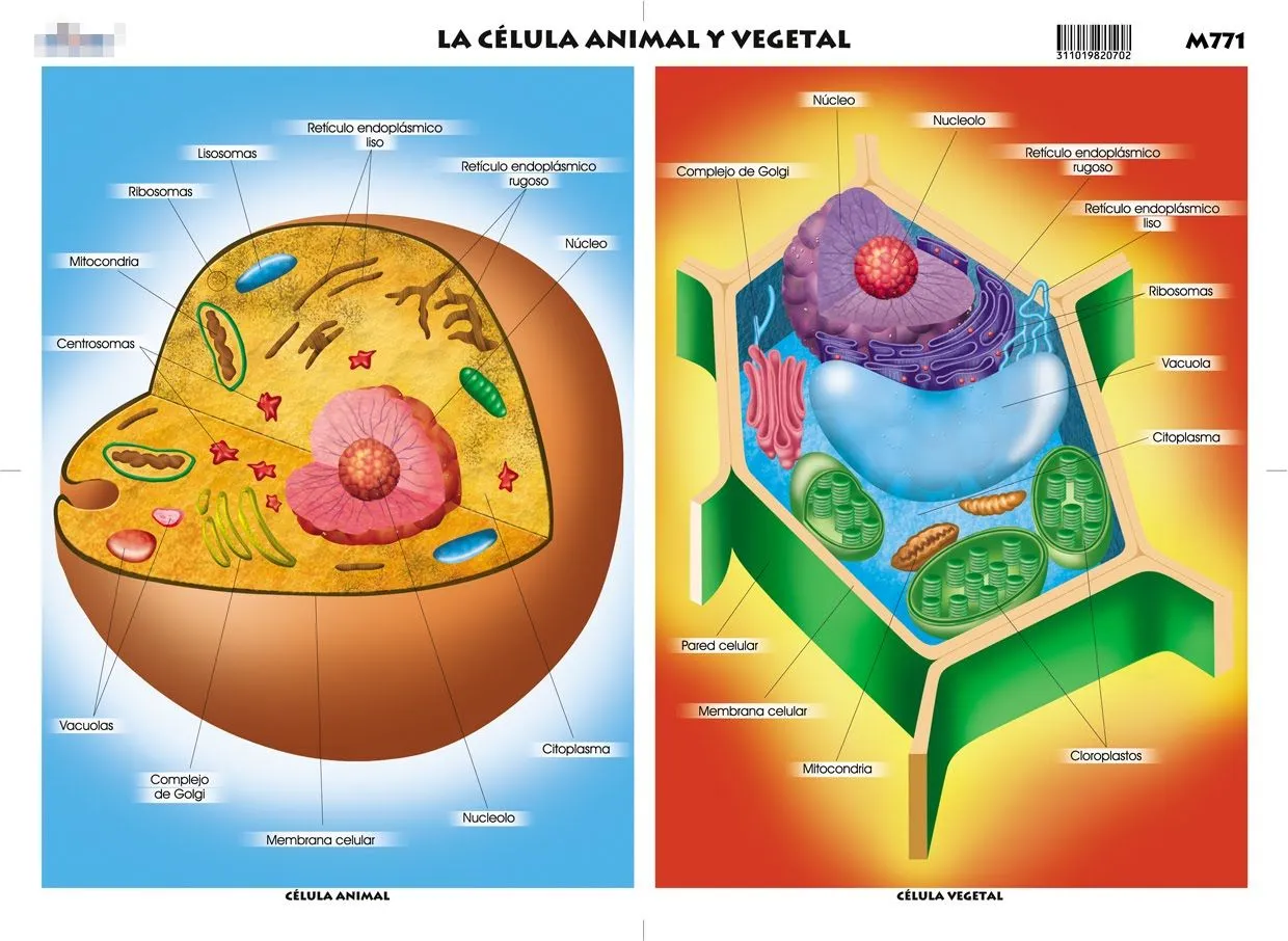 Srta Laura: CÉLULAS