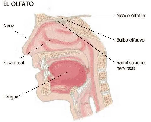 Srta Laura: SISTEMA NEUROENDOCRINO