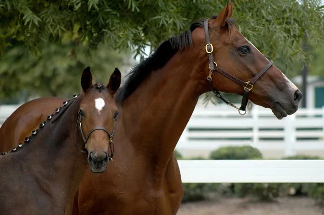 Stable Days: FIVE FUN FACTS OF MY FAVORITE HORSE BREEDS