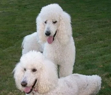 Standard Poodle Information and Pictures. Barbone, Standard Poodles