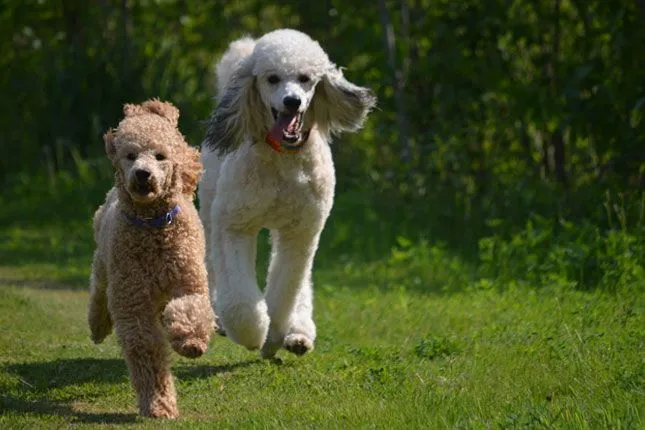 Standard Poodle Puppies for Sale from Trusted Breeders