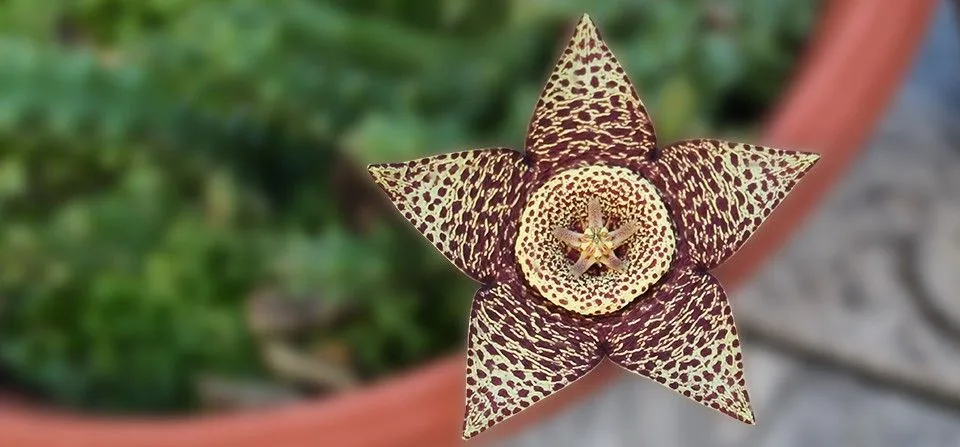 Stapelia variegata – La Flor del Lagarto | Garden Center Catalunya ...