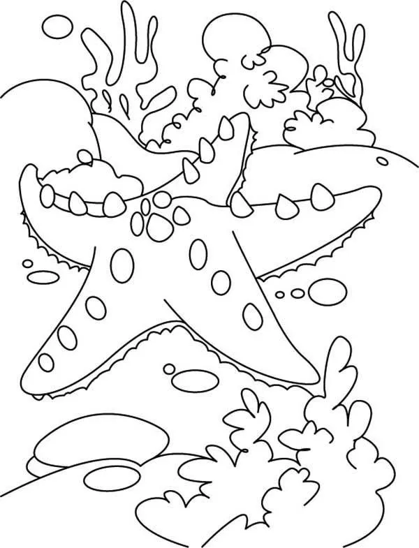 Starfish and the Coral Reef Coloring Page | Kids Play Color