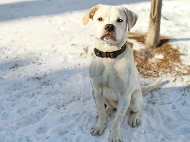 Stewart – Boxer Labrador Retriever mix | Welcome to Pets World