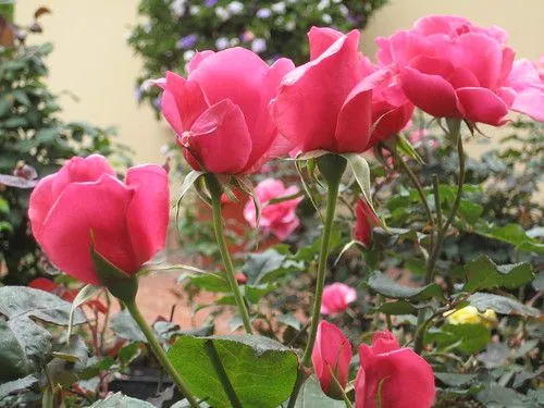 Stik Mi Jardin De Rosas Timeline photos on Pinterest