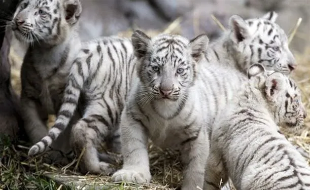 STOP AL MALTRATO ANIMAL: Argentina: nacen cuatro tigres de Bengala ...