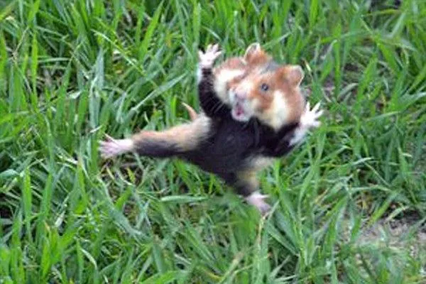 STOP AL MALTRATO ANIMAL: Kung Fu Hamster aterroriza a unos perros ...