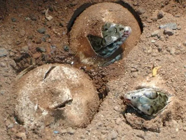 STOP AL MALTRATO ANIMAL: Nacen 91 ejemplares de lagarto gigante de ...