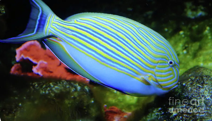 striped-tropical-fish-didi- ...