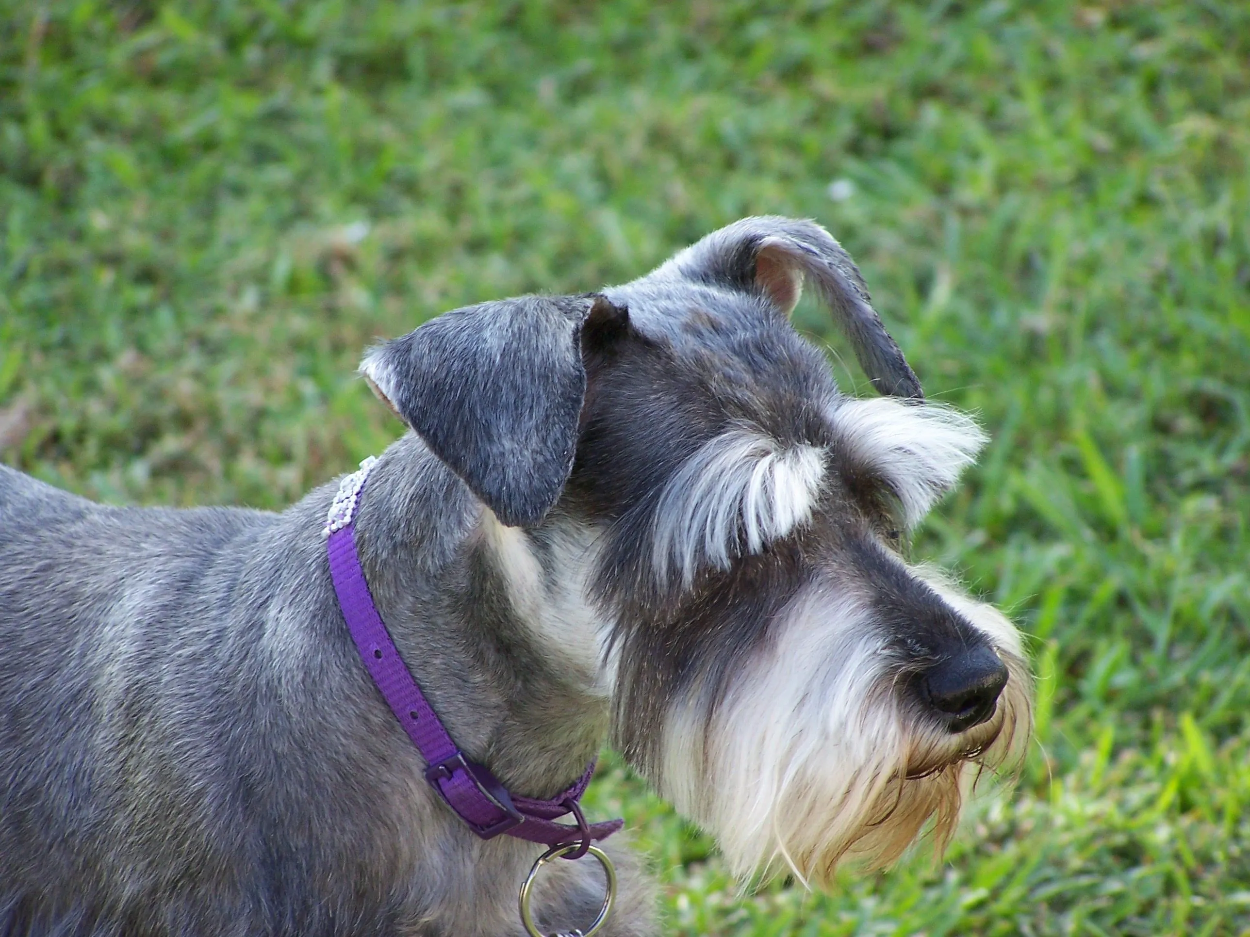 El stripping. El corte de pelo del Schnauzer