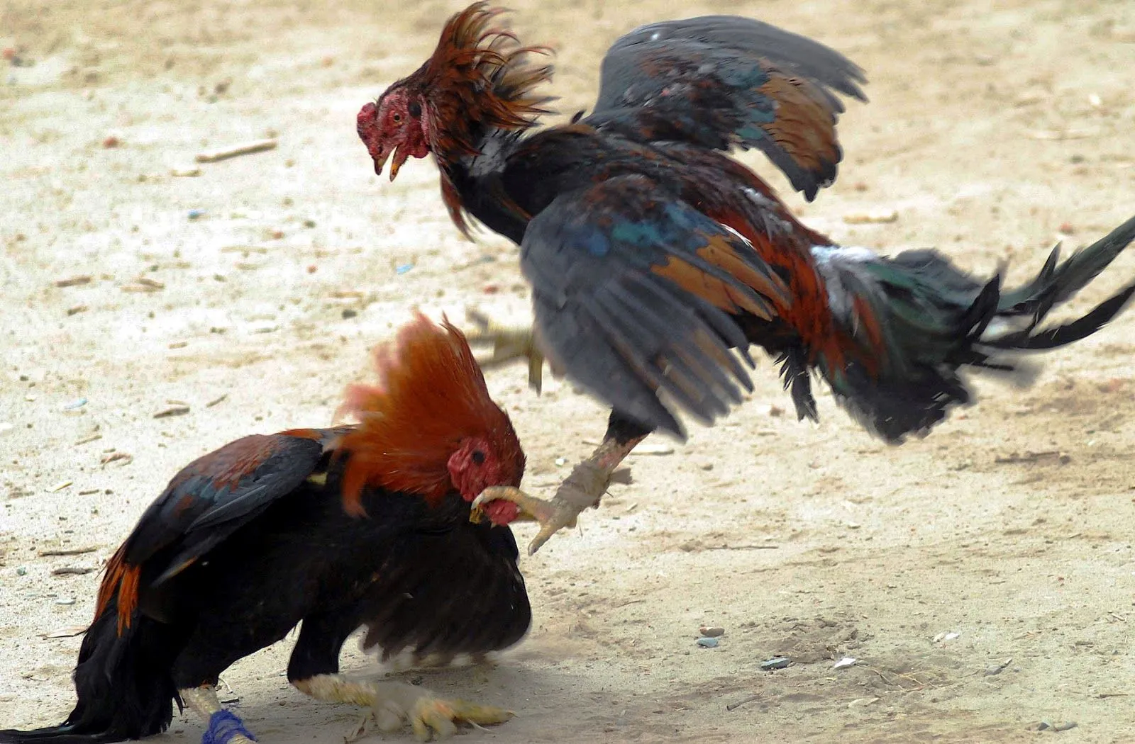 STUDY of 'The fights' or COCKFIGHTING. (Photos) ** UN ESTUDIO de ...