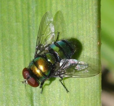  ... una suave coraza pectoral, ojos coloreados, pelos en zona abdominal