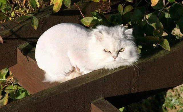 suaves maullidos, pero muy ocasionalmente. Los gatos persas son gatos ...