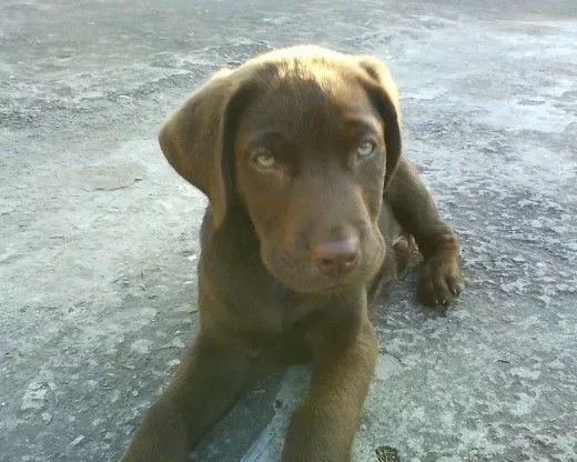 Suban las fotos de sus labradores de 3 meses - mostrar que monos ...