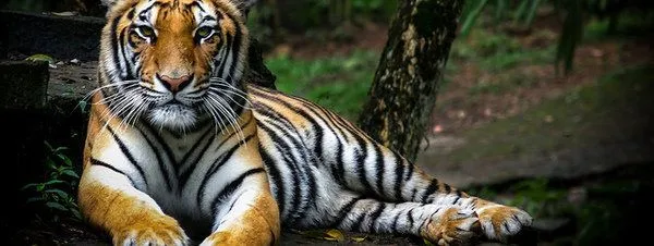 Cuatro días subidos a un árbol para huir de tigres de Sumatra