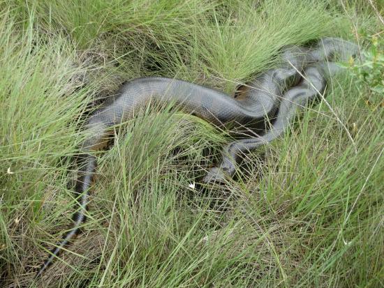 sucuri: fotografía de Emas National Park, Estado de Goias ...