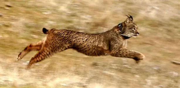 Nueva suelta de linces ibéricos este otoño - RTVE.