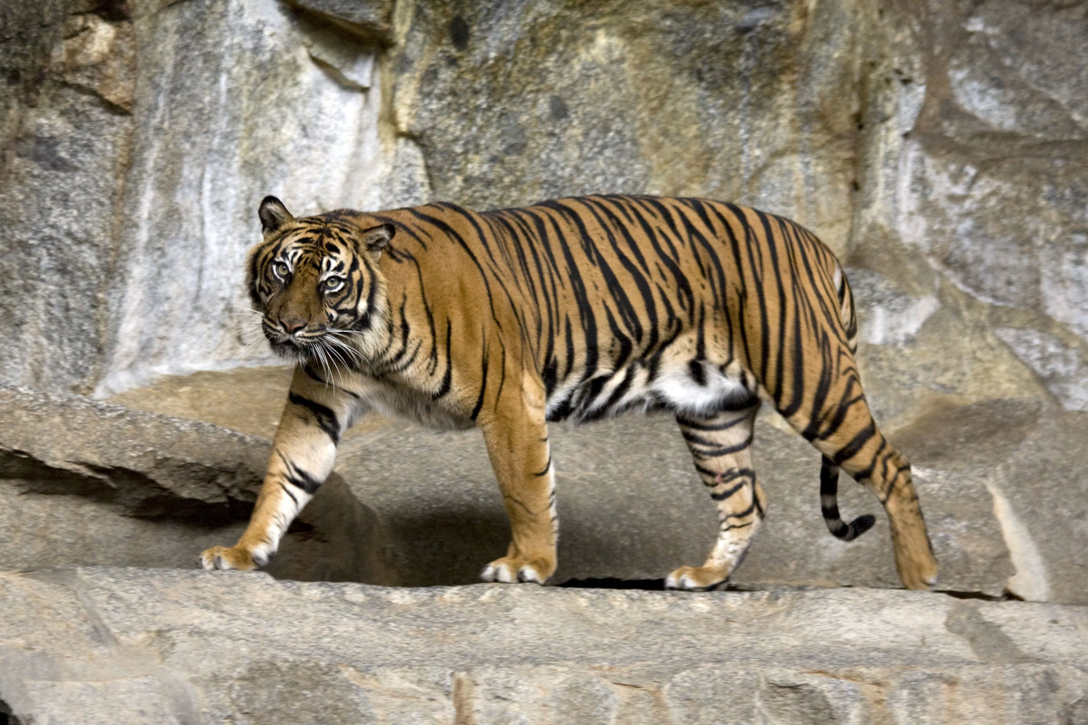 Sumatran tiger - Wikipedia, the free encyclopedia