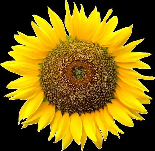 Sunflower heart inside, Png file, Attention only the maximum ...