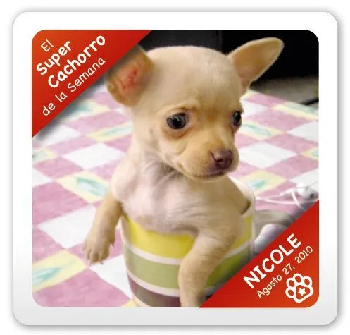 Super Cachorros – Nicole: Super Cachorro de la Semana