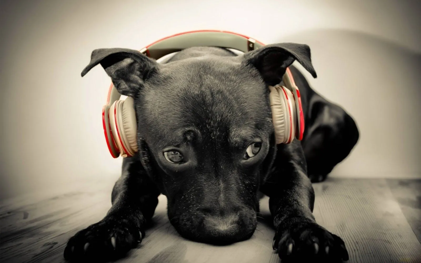 Super Dog Electronico - Wallpaper HD | Musica Gratis | Radio ...