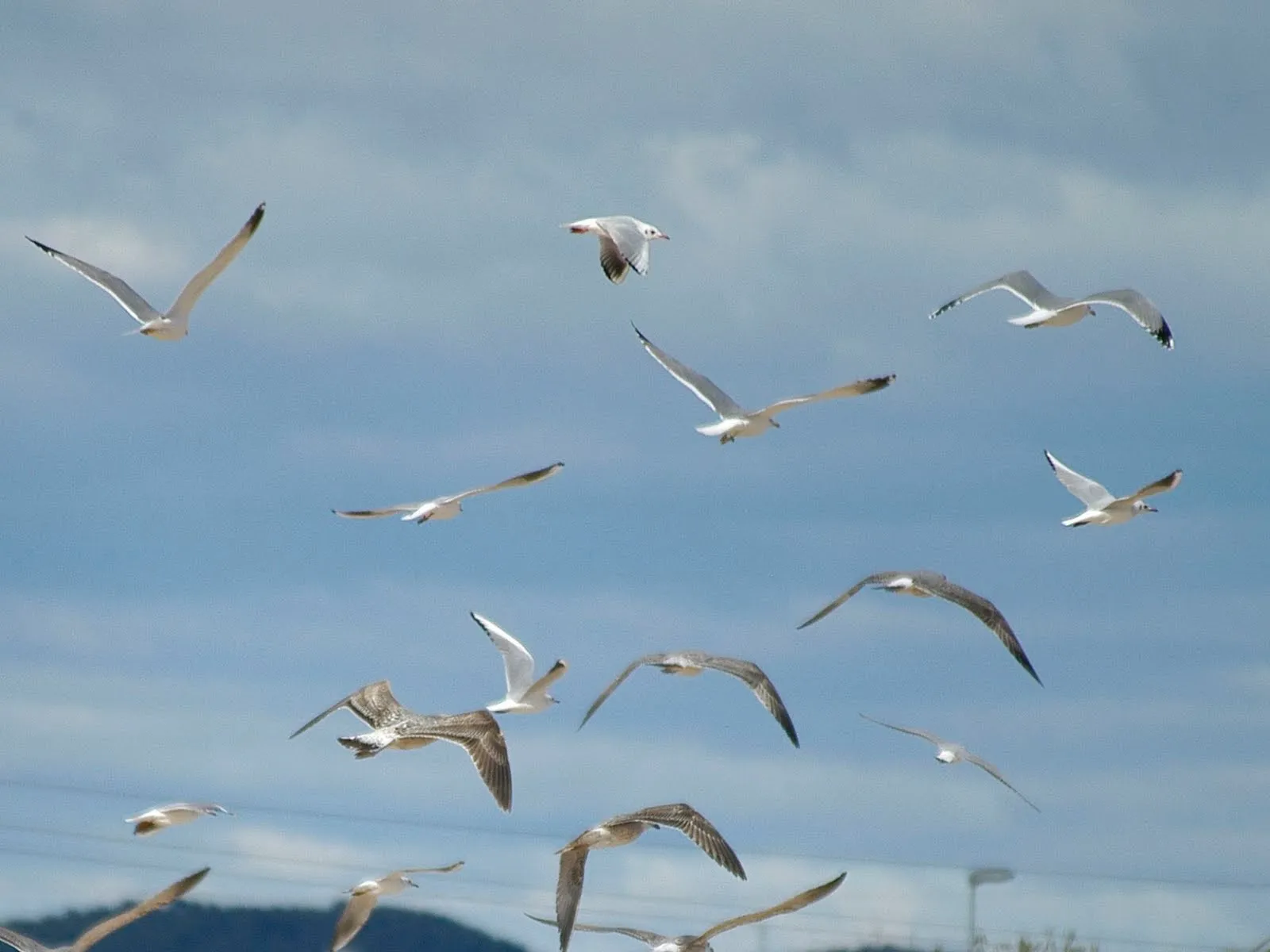 El super de las gaviotas