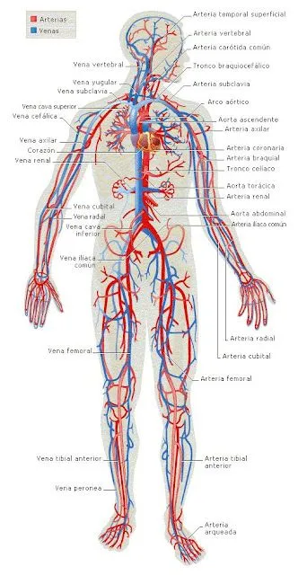 Las SuperStars: jazmin arce Q. sistema nervioso