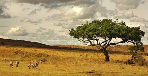 El último superviviente – Sabana africana | Sobreviviendo en el ...