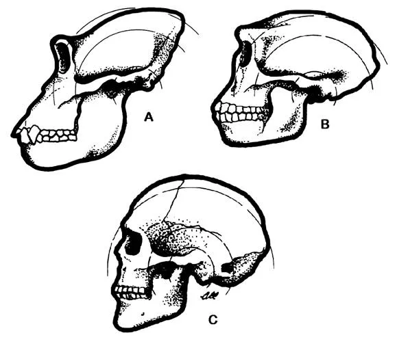 La supuesta evolución del cráneo humano