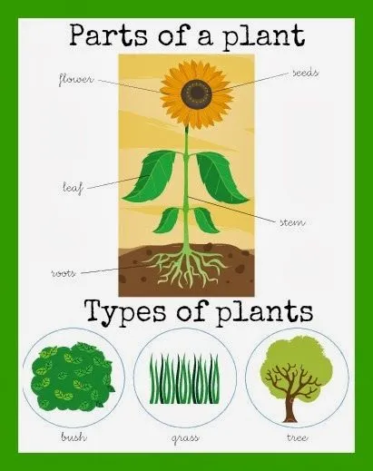 Partes de la planta en inglés - Imagui